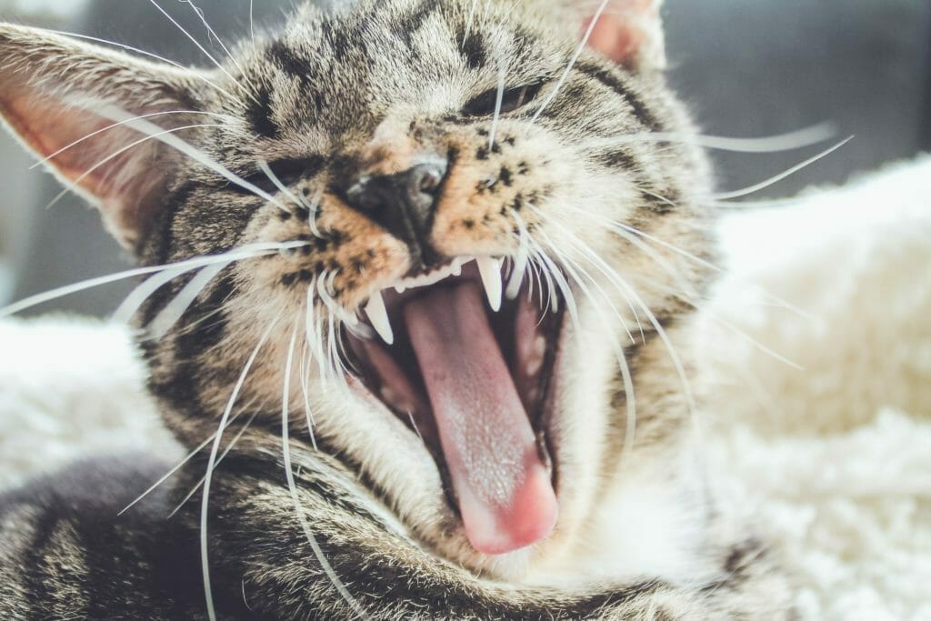 cat yawning, looking kind of angry, definitely not ready for Gutenberg